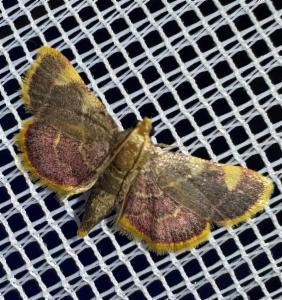 Click to view this image in a large viewer