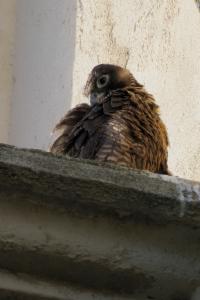 Click to view this image in a large viewer