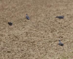 Click to view this image in a large viewer