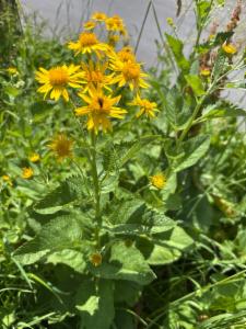 Click to view this image in a large viewer