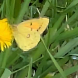 Click to view this image in a large viewer