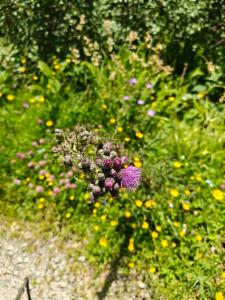 Click to view this image in a large viewer