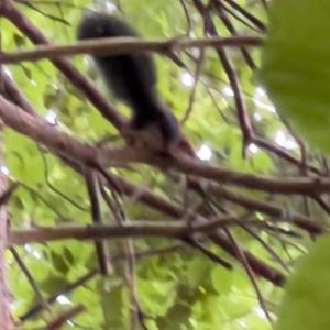 Click to view this image in a large viewer