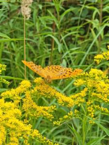 Click to view this image in a large viewer