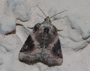 Click to view this image in a large viewer