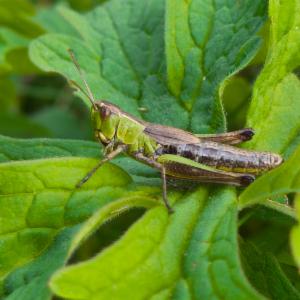 Click to view this image in a large viewer