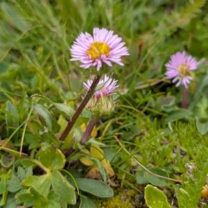 Click to view this image in a large viewer