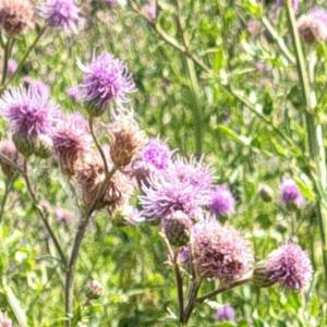 Click to view this image in a large viewer