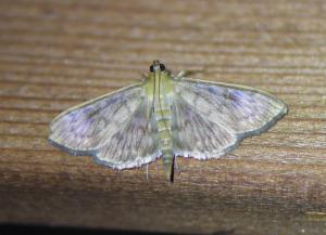 Click to view this image in a large viewer