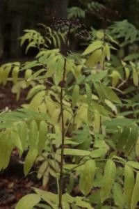 Click to view this image in a large viewer