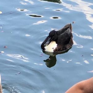 Click to view this image in a large viewer