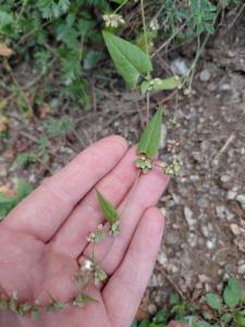 Click to view this image in a large viewer