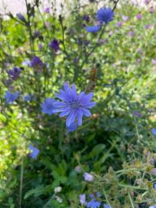 Click to view this image in a large viewer