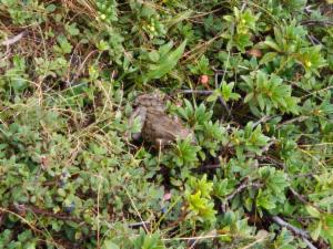 Click to view this image in a large viewer