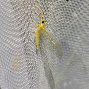 Click to view this image in a large viewer