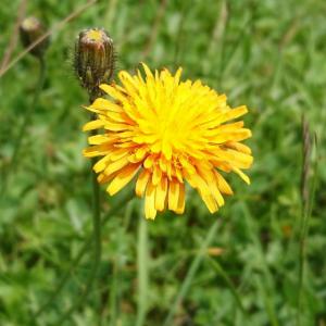 Click to view this image in a large viewer