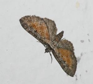 Click to view this image in a large viewer