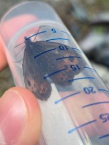 Click to view this image in a large viewer