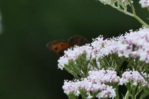 Click to view this image in a large viewer