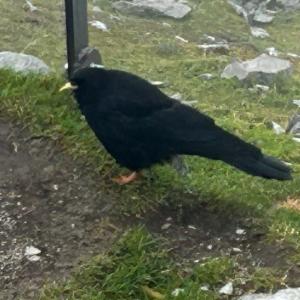 Click to view this image in a large viewer