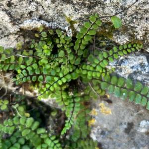 Click to view this image in a large viewer