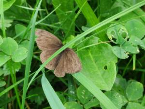 Click to view this image in a large viewer