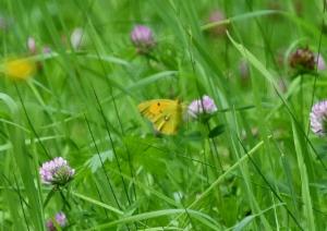 Click to view this image in a large viewer