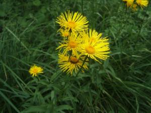 Click to view this image in a large viewer