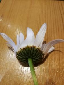 Click to view this image in a large viewer