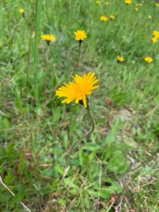 Click to view this image in a large viewer