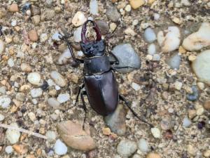 Click to view this image in a large viewer