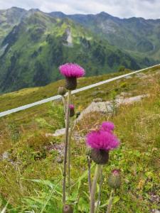 Click to view this image in a large viewer