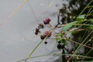 Click to view this image in a large viewer