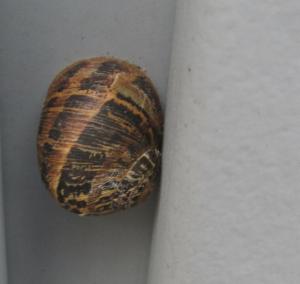 Click to view this image in a large viewer