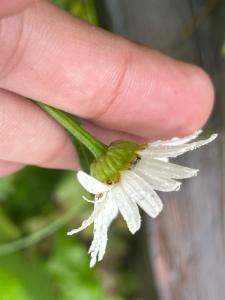 Click to view this image in a large viewer