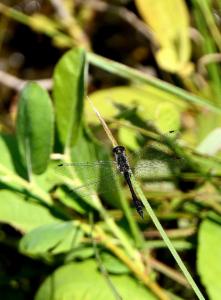 Click to view this image in a large viewer