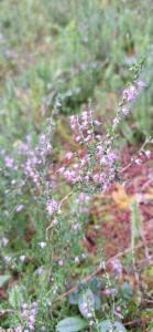 Click to view this image in a large viewer