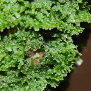 Click to view this image in a large viewer