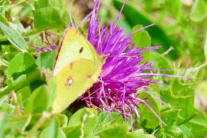 Click to view this image in a large viewer