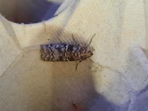 Click to view this image in a large viewer