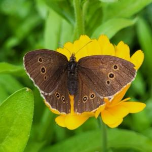 Click to view this image in a large viewer