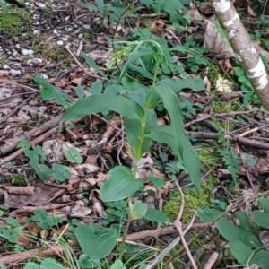 Click to view this image in a large viewer