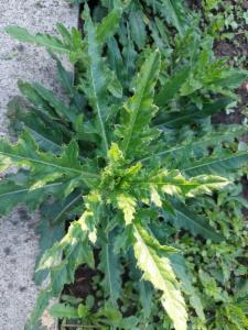 Click to view this image in a large viewer