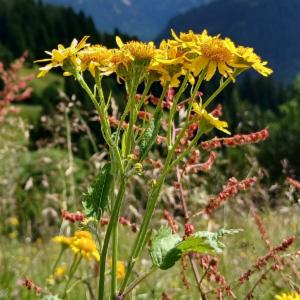 Click to view this image in a large viewer