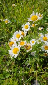 Click to view this image in a large viewer