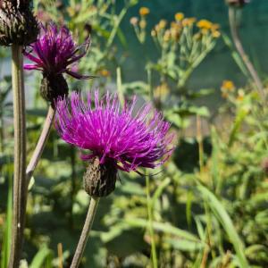 Click to view this image in a large viewer