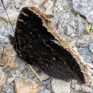 Click to view this image in a large viewer