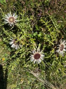 Click to view this image in a large viewer