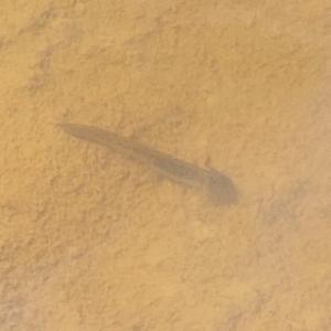 Click to view this image in a large viewer