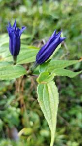 Click to view this image in a large viewer